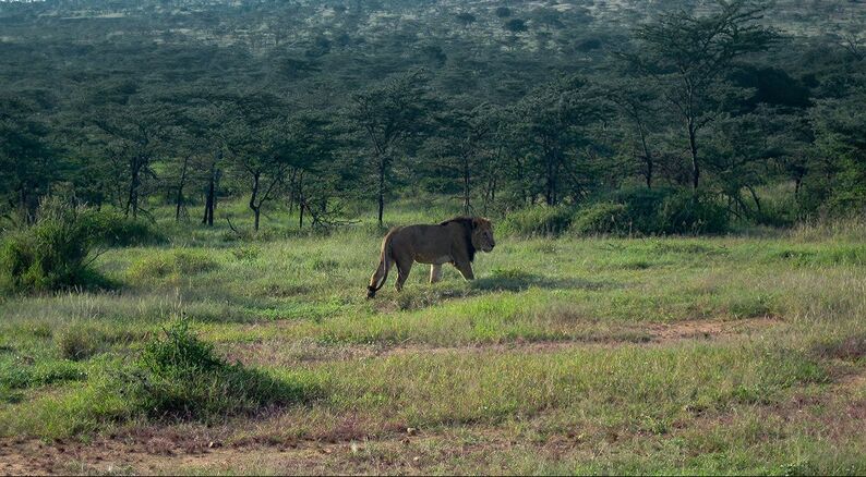 Lion Kenya